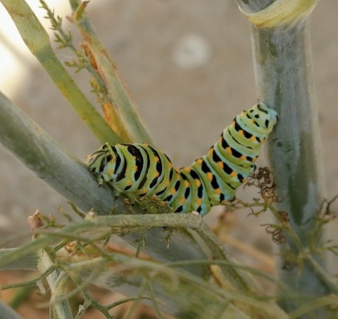 тапети plant, pollinator