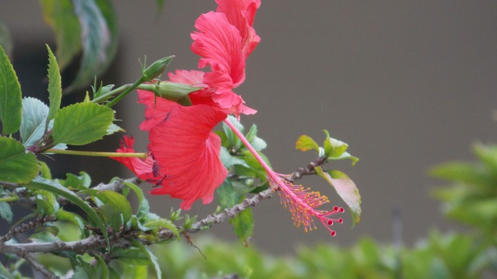 Flor