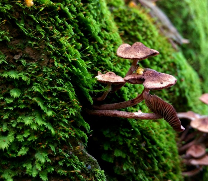 Mushroom