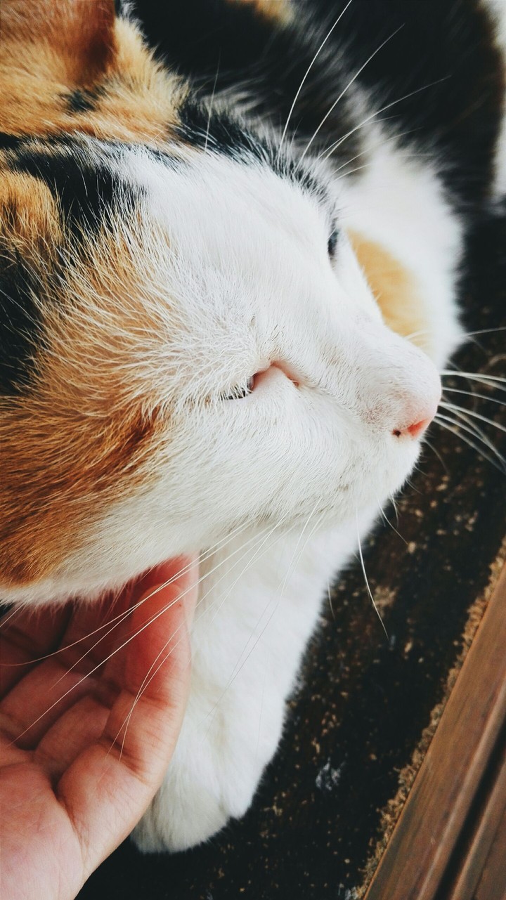 FURRY