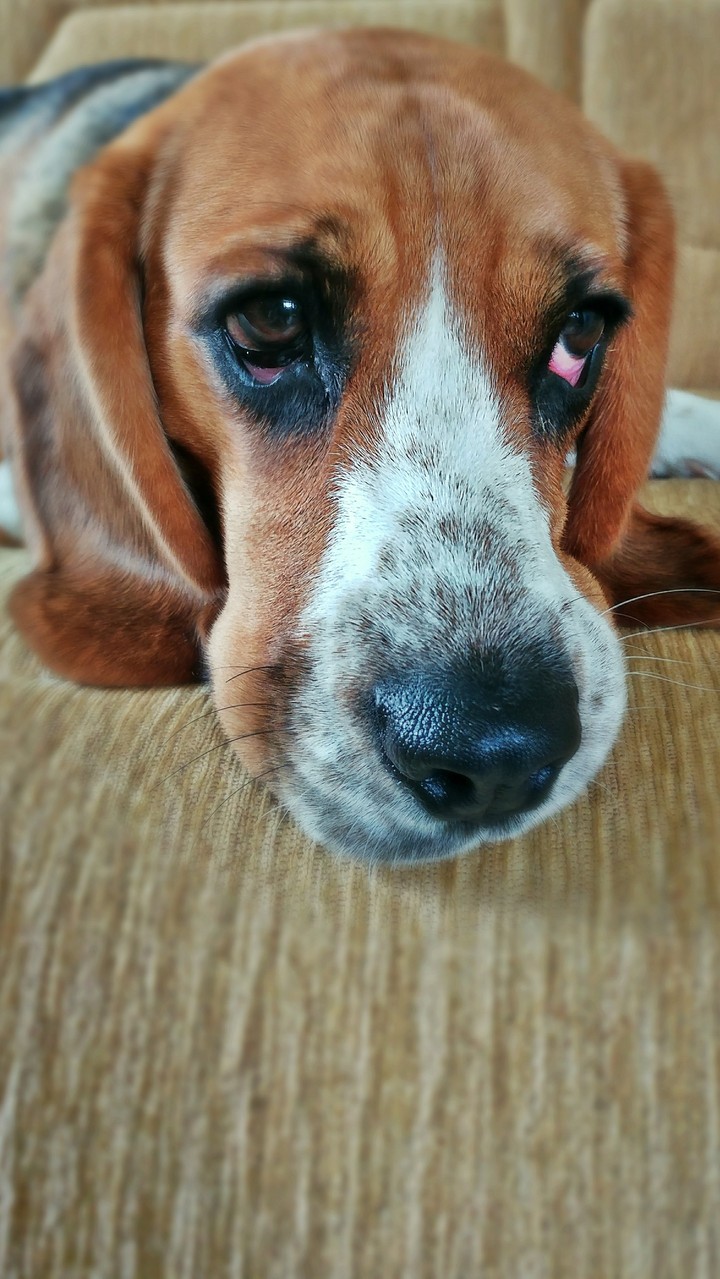 Beagle