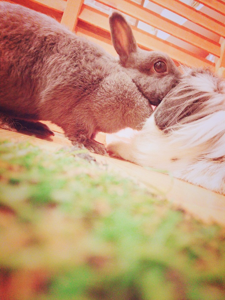 Kiss