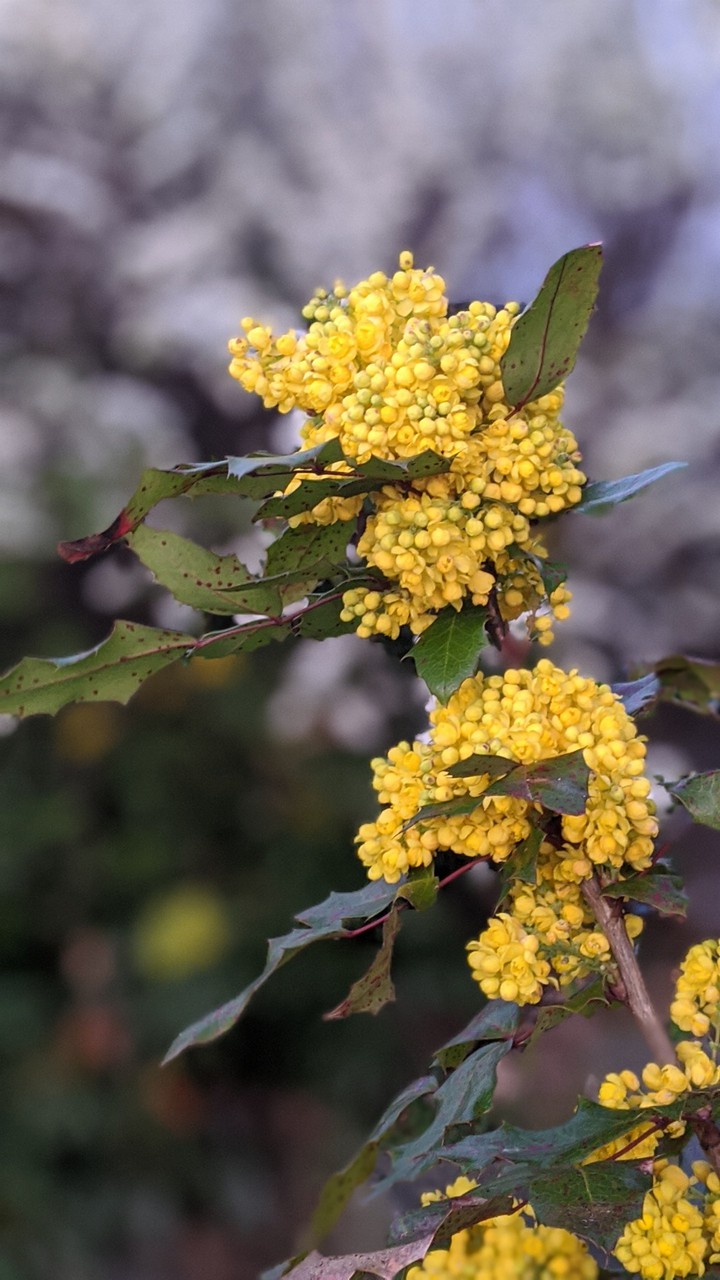 Spring flowers