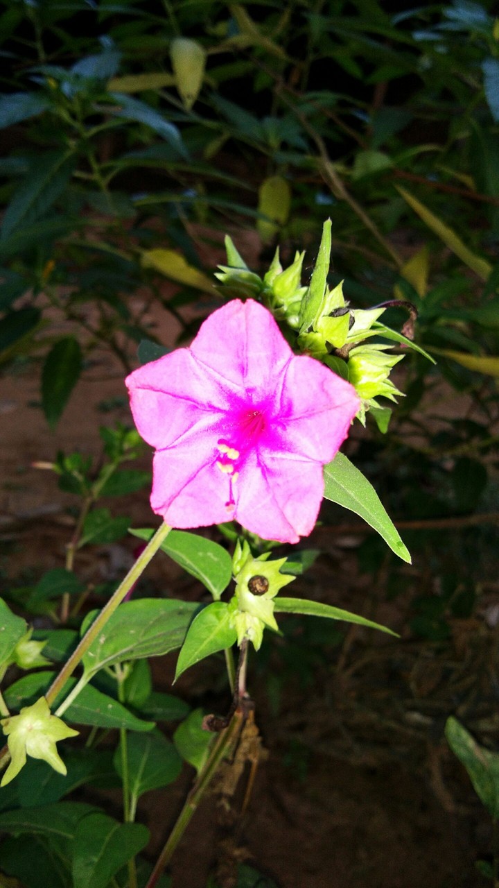 plant