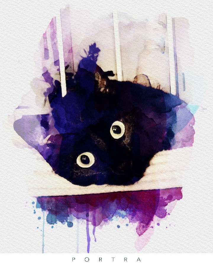 Linnea - my cat