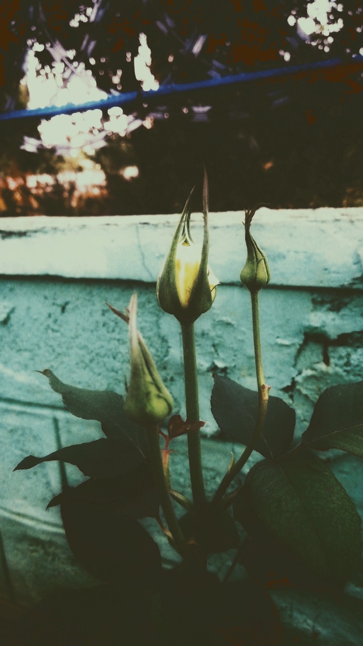 roses are yellow