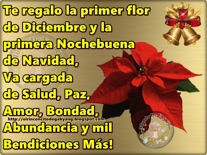 Flor de Navidad