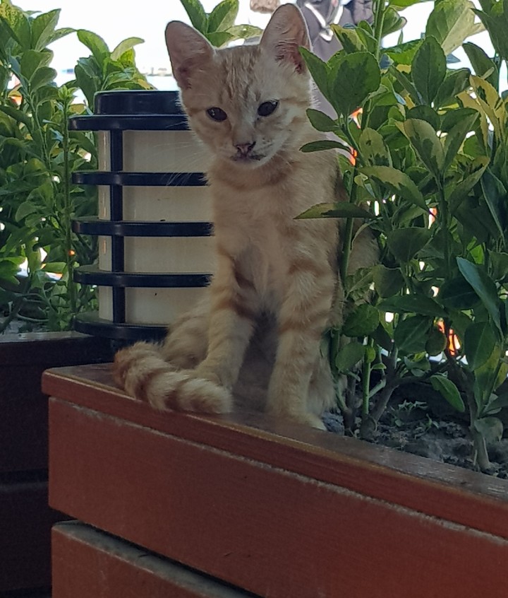 kedi