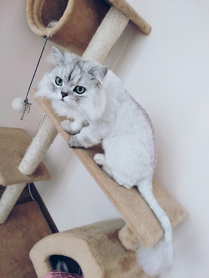 a little silver lion