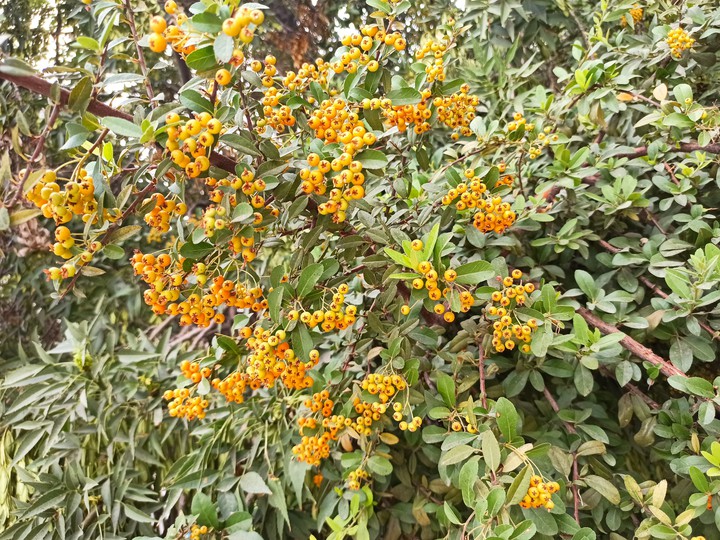 nature