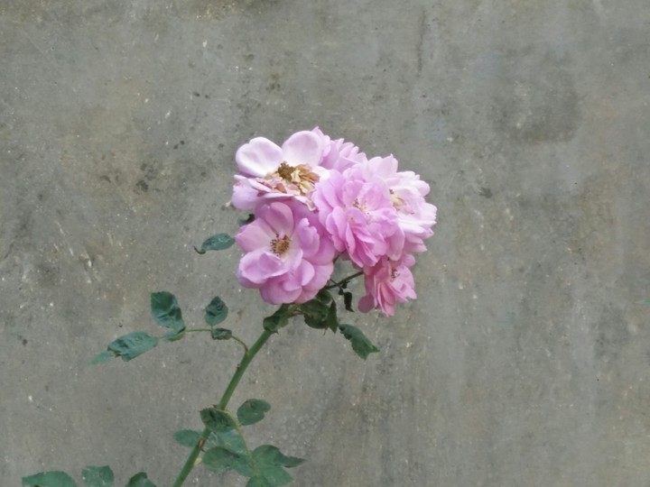 Bunch of Roses