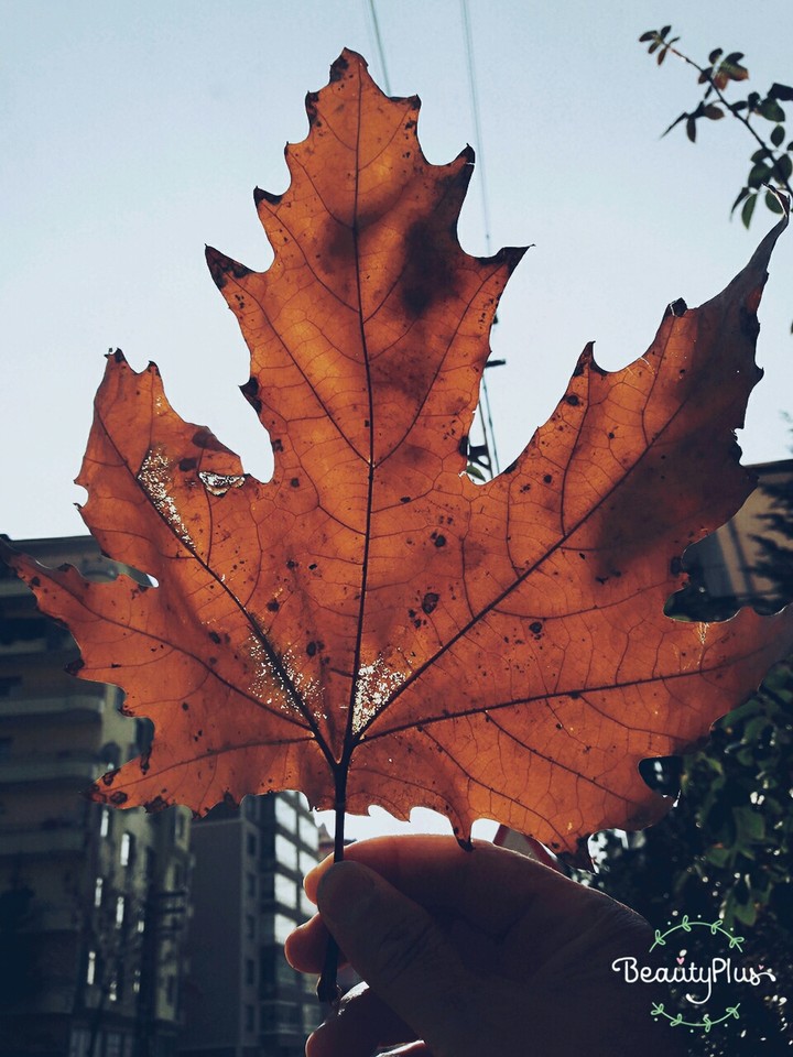 autumm