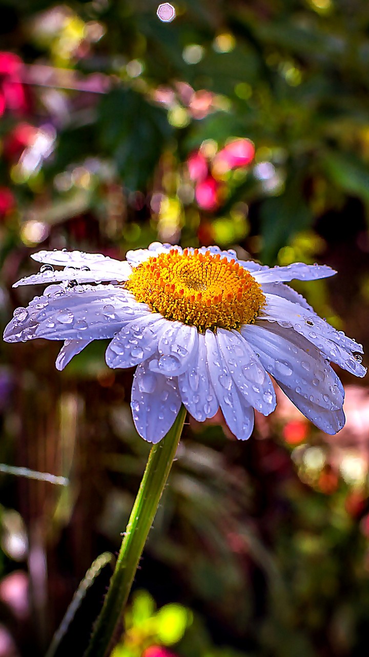 Nature Flower