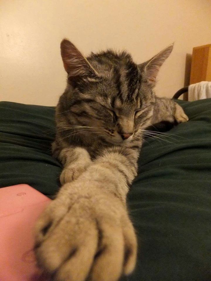 Sleepy cat