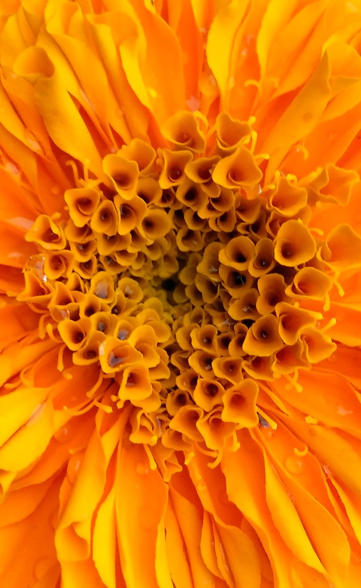 marigold