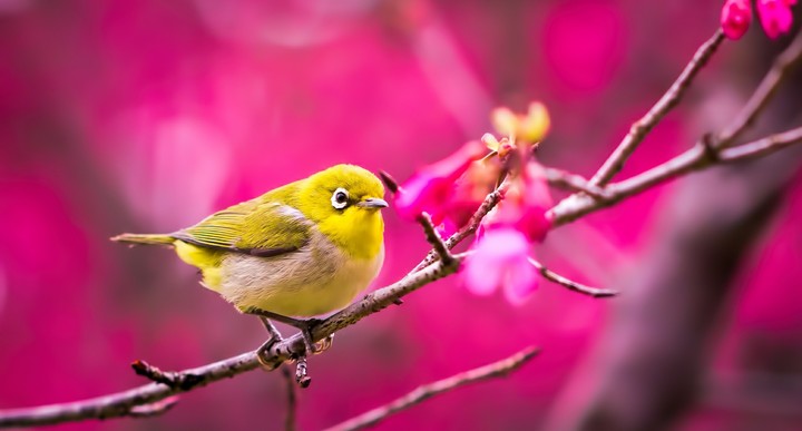 تو قفس نباشه زیباتره بیا به»aksprowall@