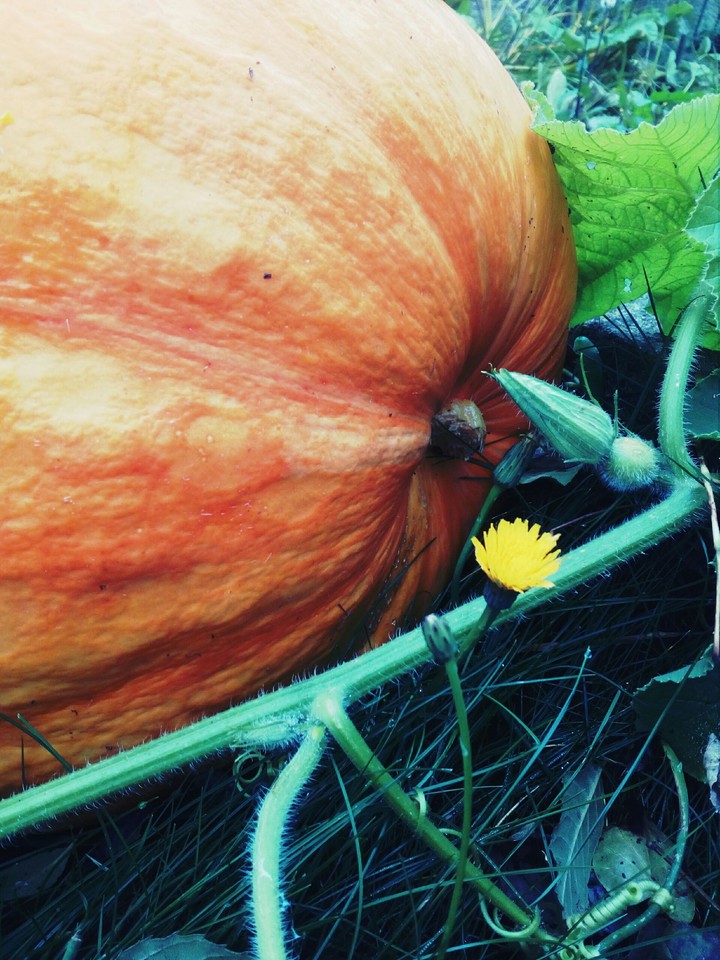 pumpkin.