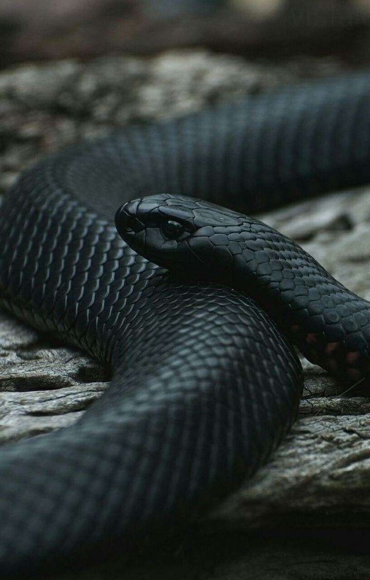 black beauty