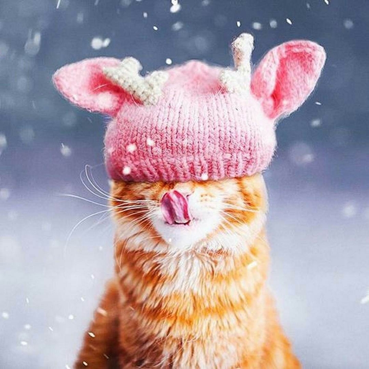 pretty cat