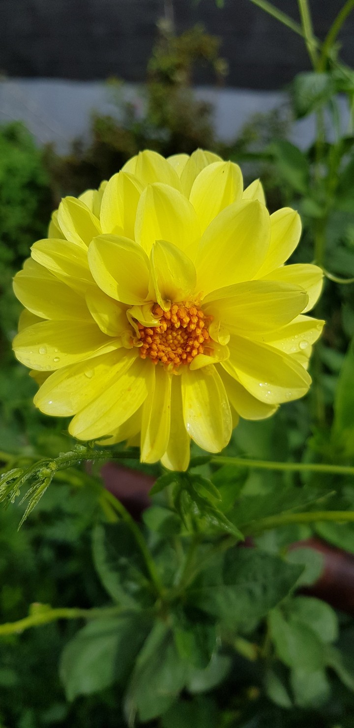 yellow