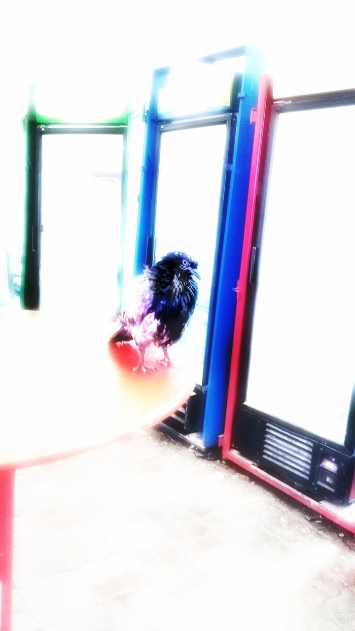 poor dove ( Бедный голубь