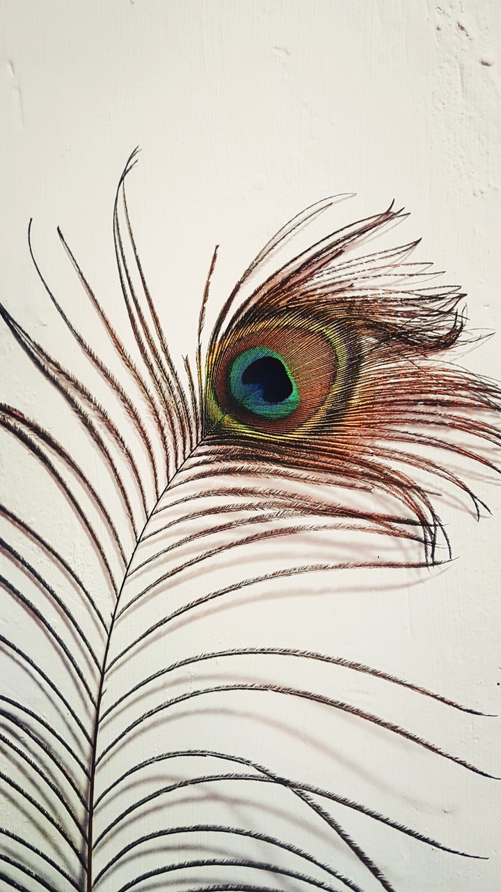 peacock feather