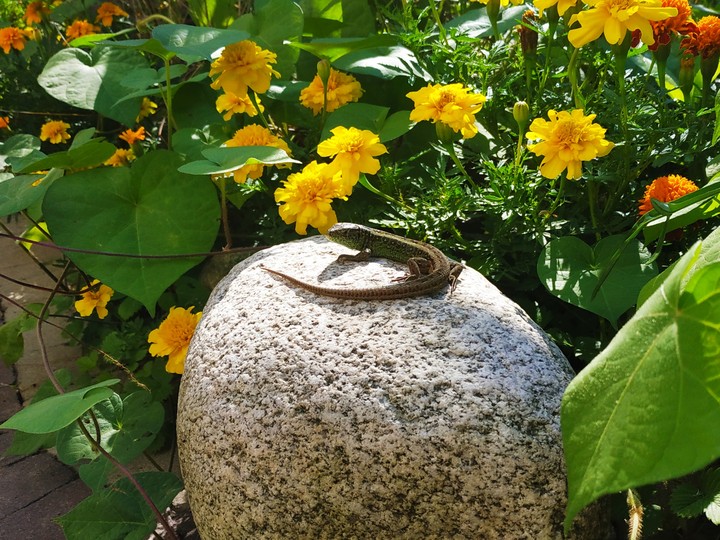 Lizard on rock