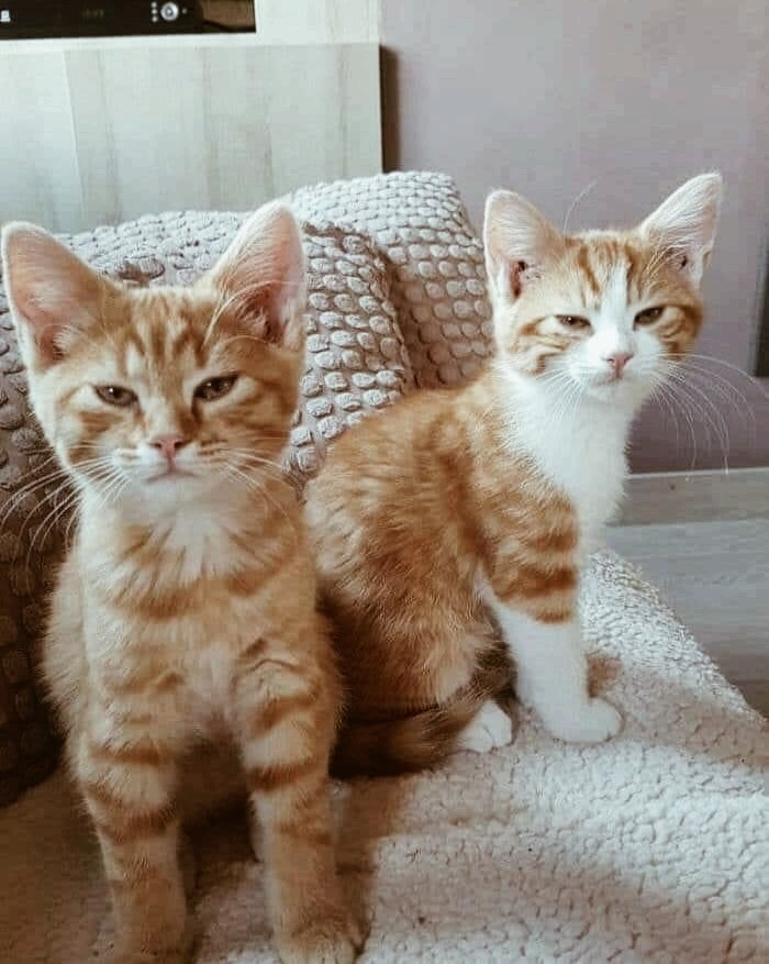 CAT_sama