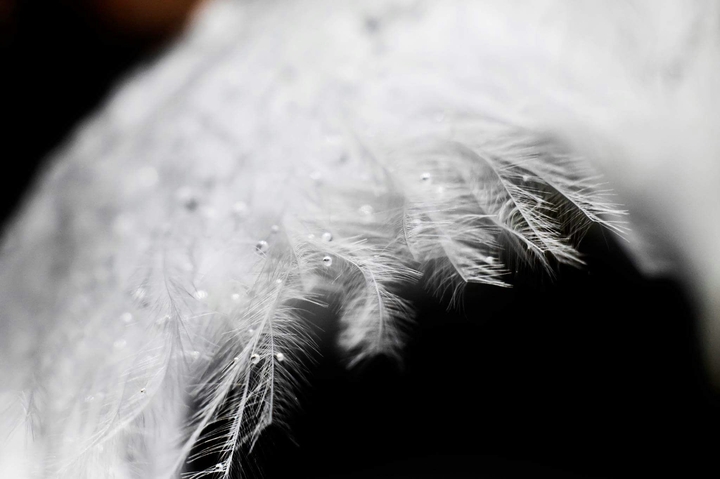 angel