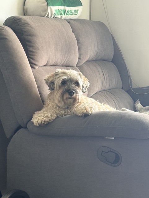 hình nền fur, comfort