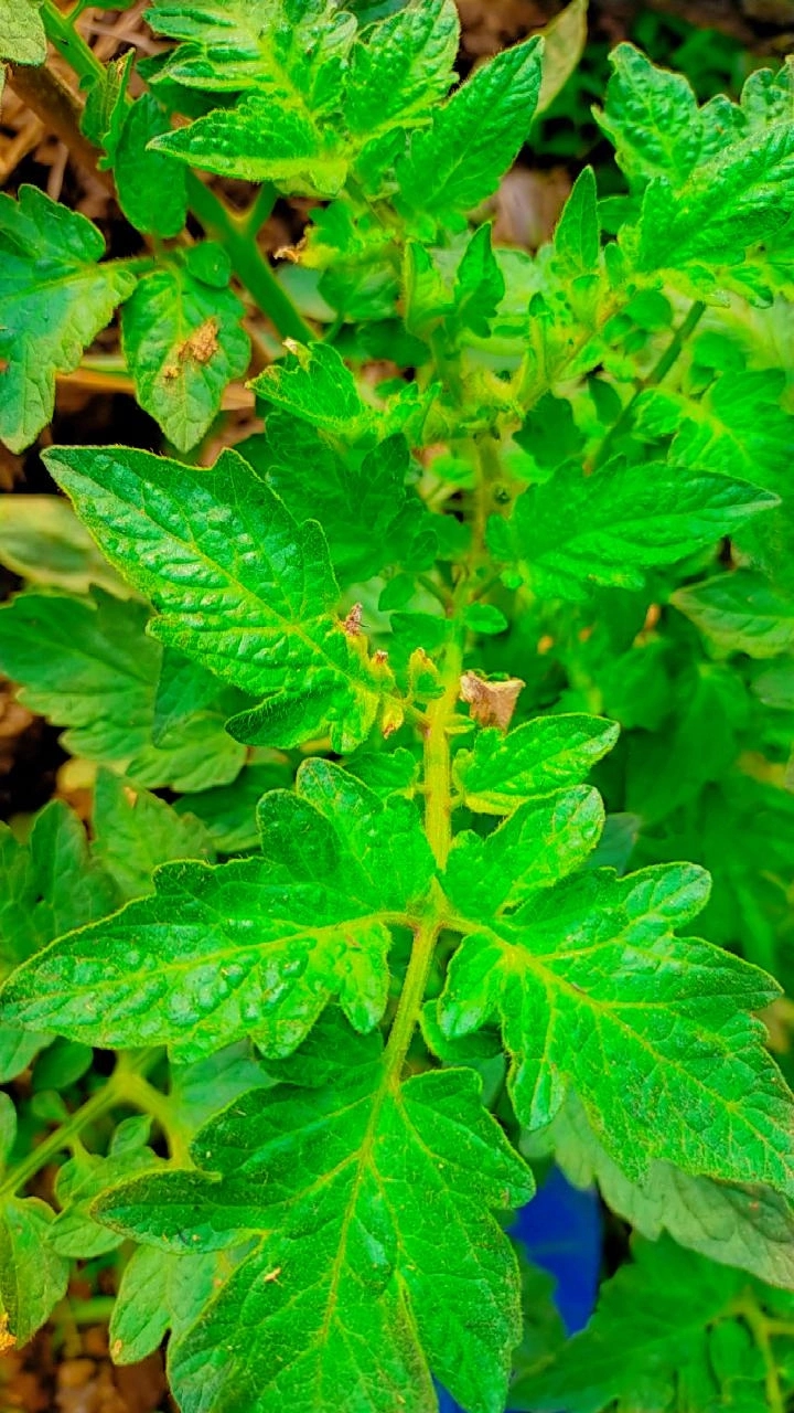Green ?