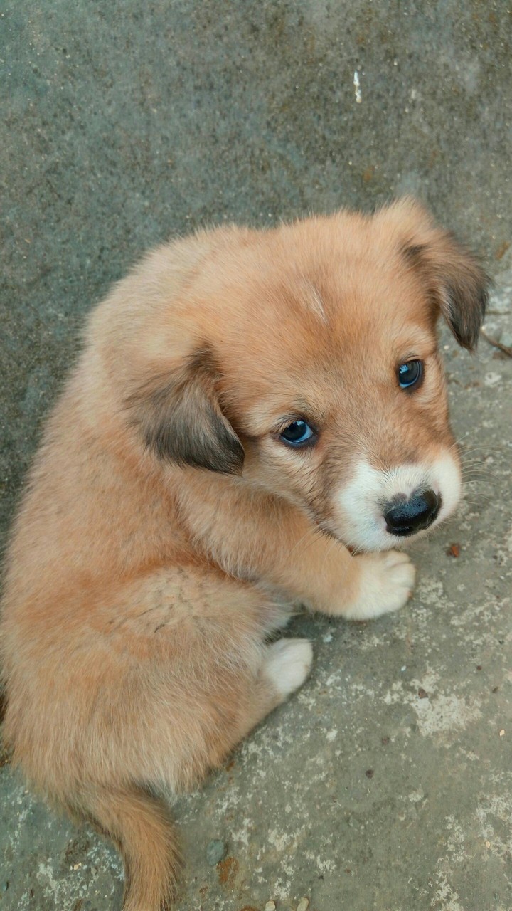 Cute looking dog