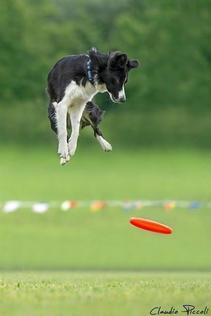Border Collies Because There IS No Better Dog