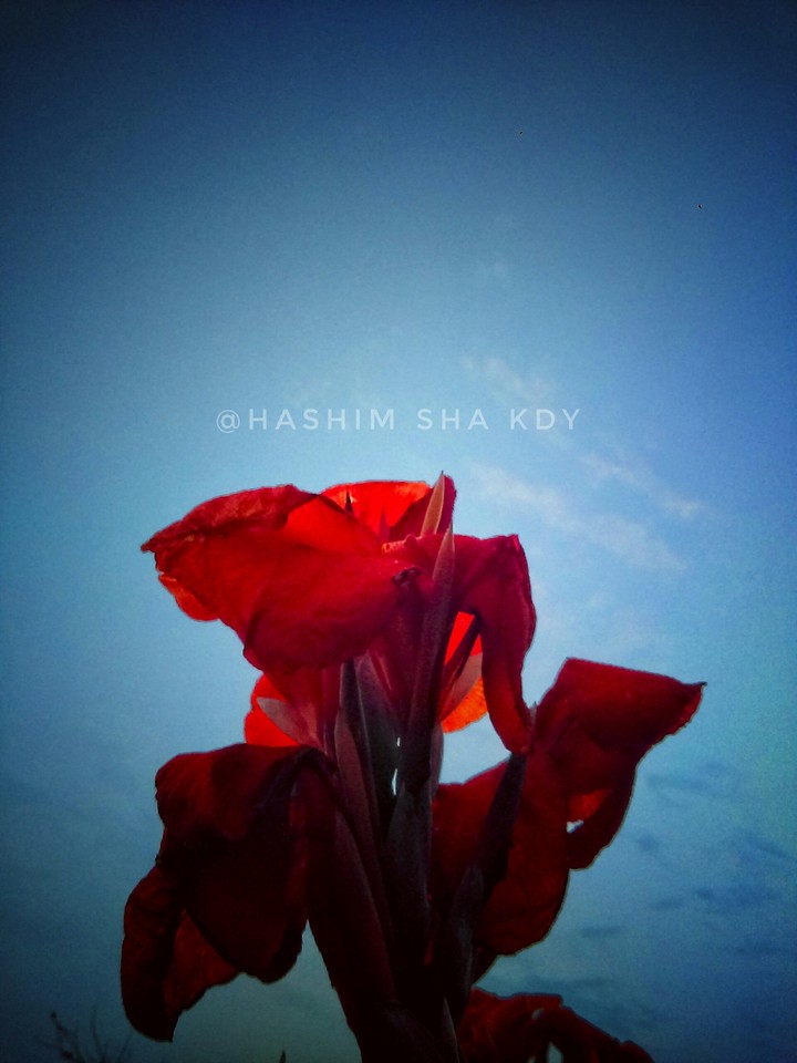 flower