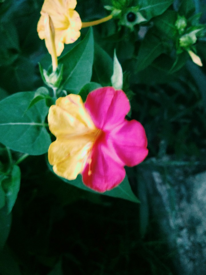 Flower pink and yellow