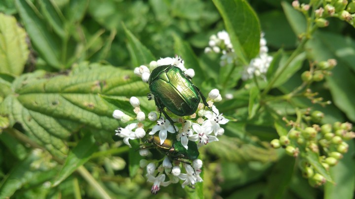 #green #beetle #beautiful #nature