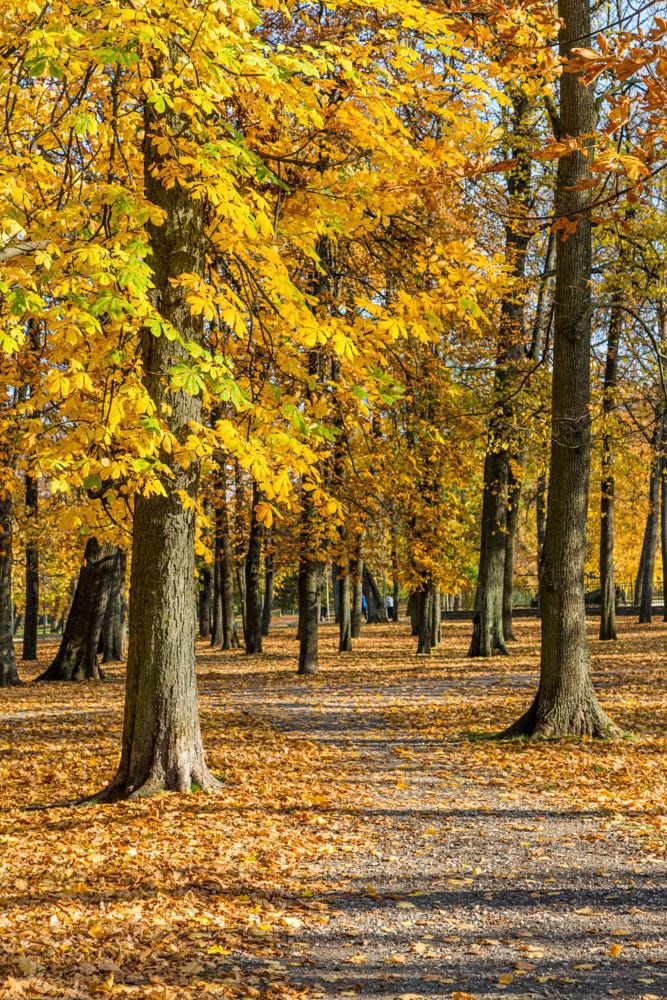 autumn