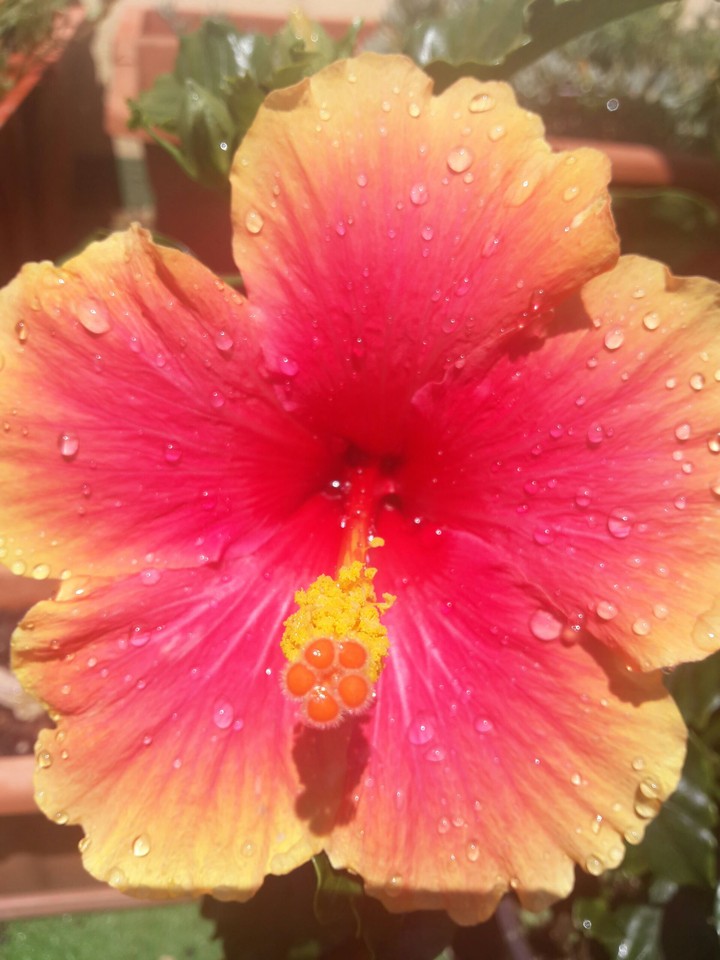 hibiscus