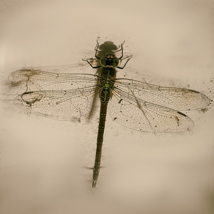 dragonfly