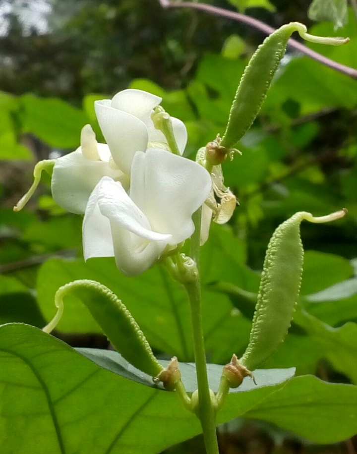 Broad beans flower