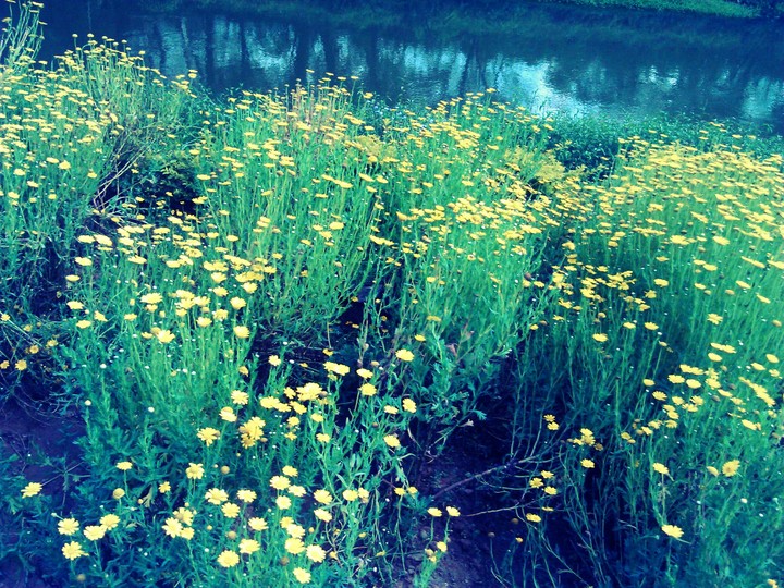 yellow flowers