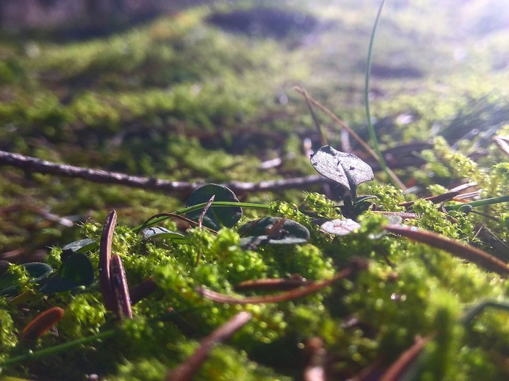 Little plant