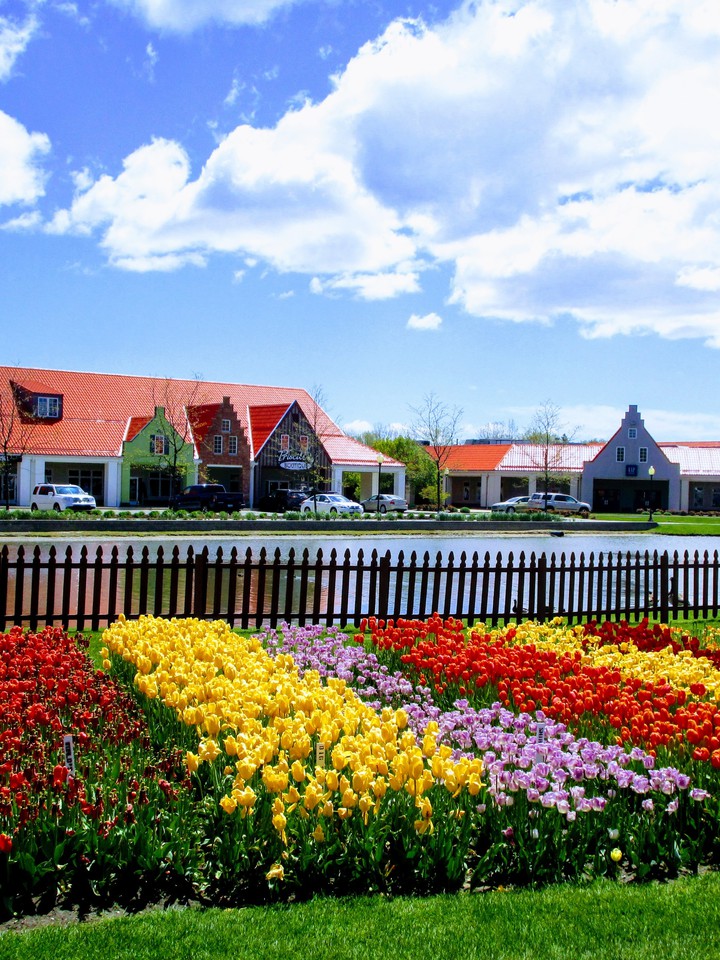 Tulips# Holland
