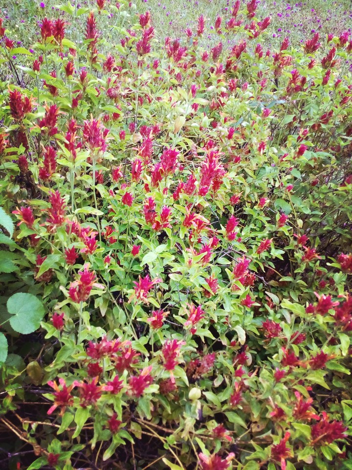 flowers