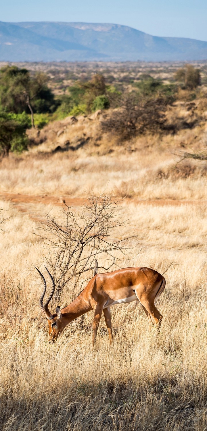 Gazelle