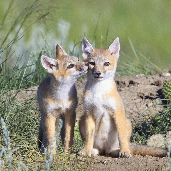lovely FOX