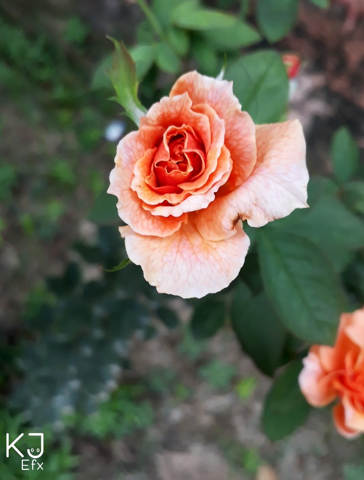 Orange Rose