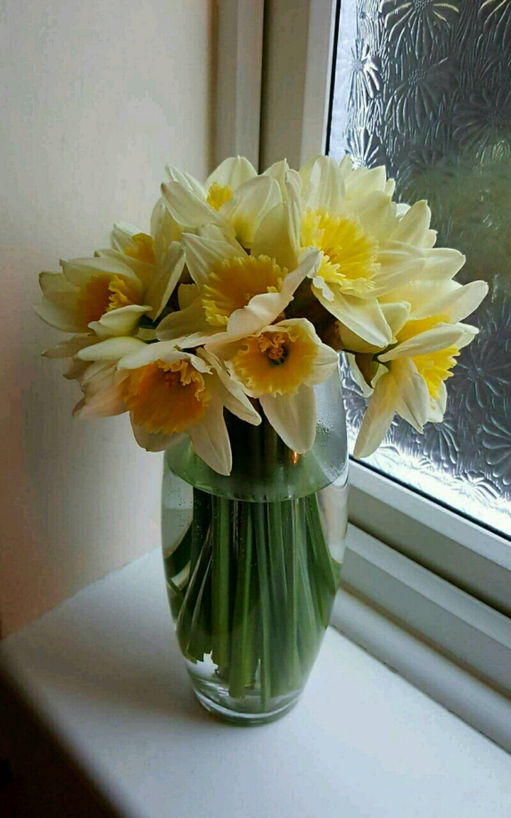Daffodils