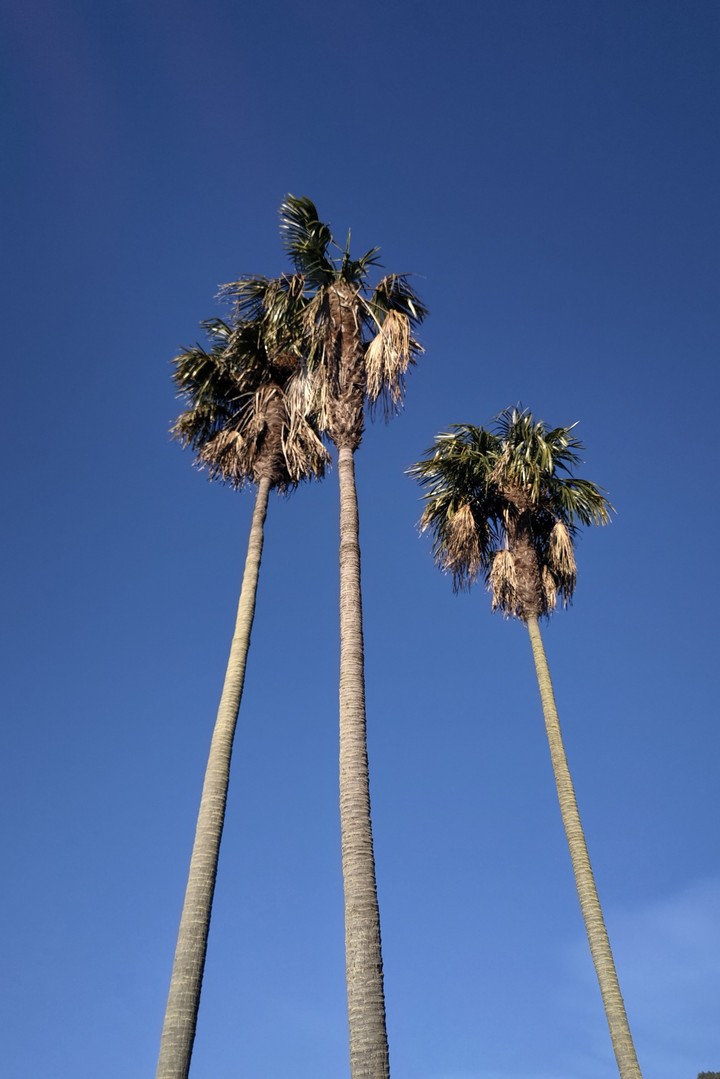 Mountain palm