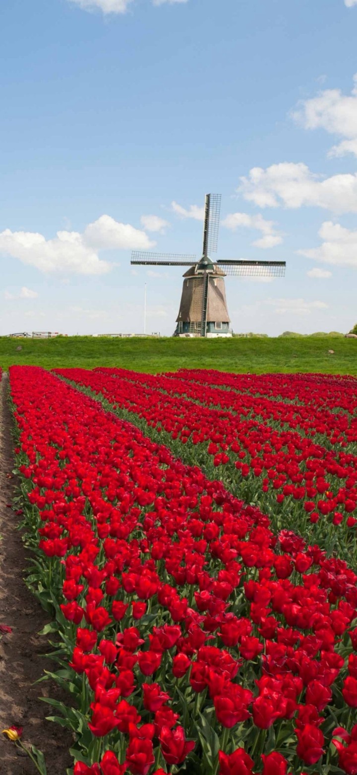 flower farm